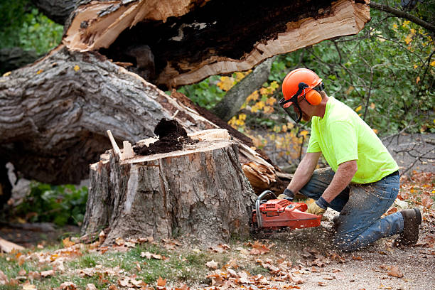 Tree Removal for Businesses in Bloomsburg, PA